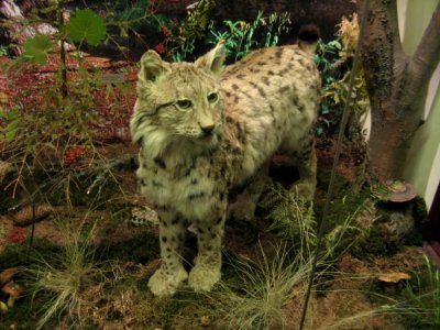 Lynx