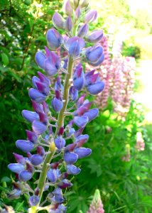 Lupine Blue 2