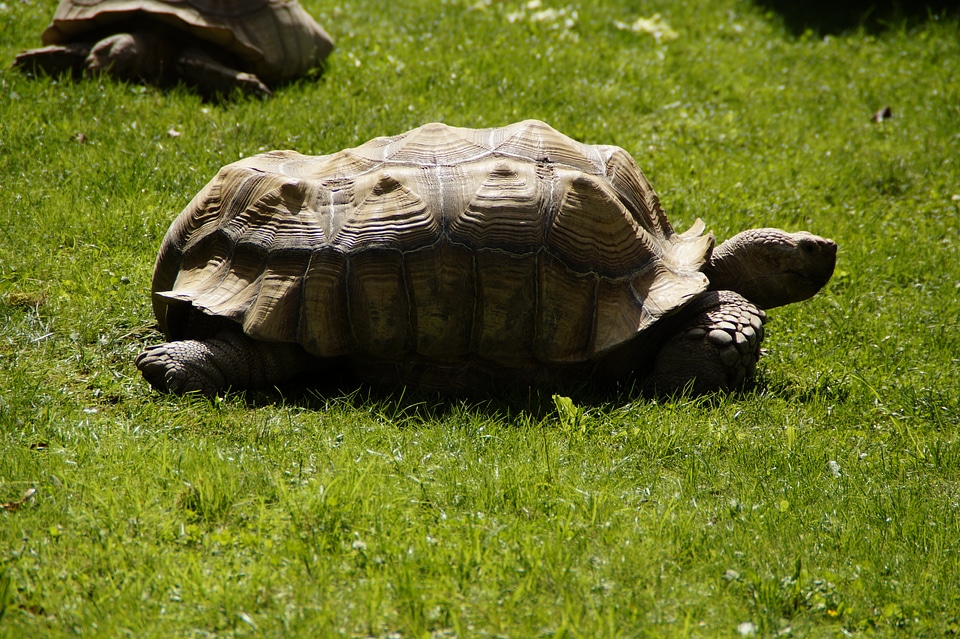 Tortoise armored animal