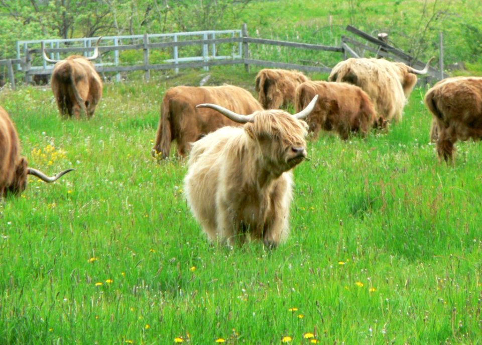 Long Horned Cattle 2