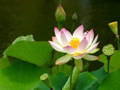 Lotus Flower 2