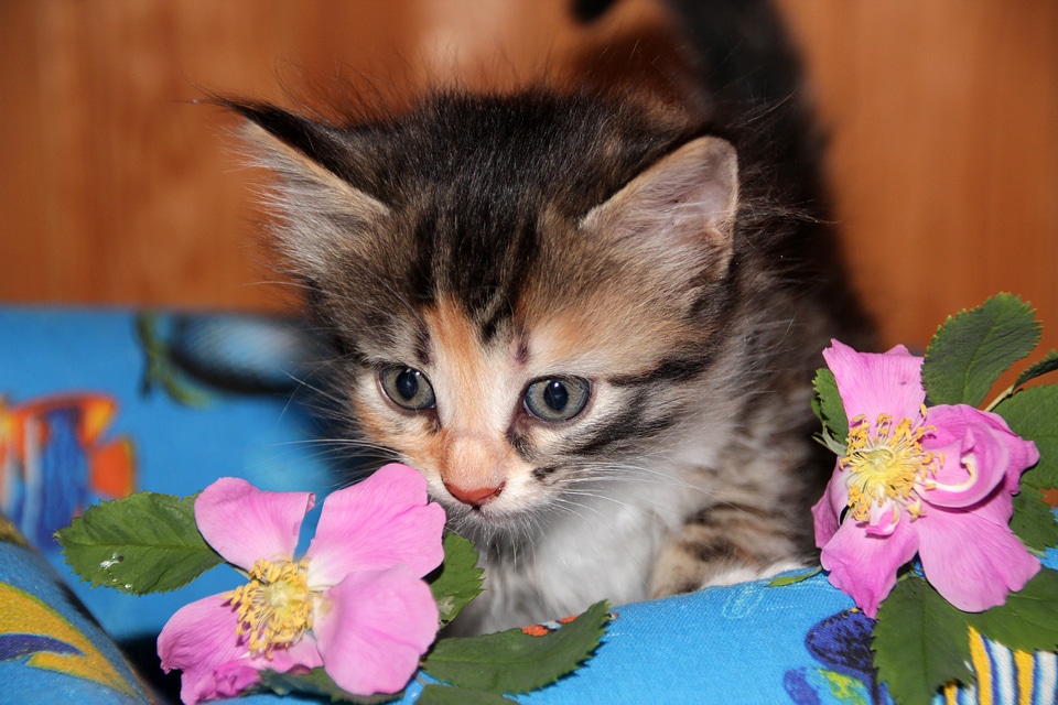 Animals cute cat person