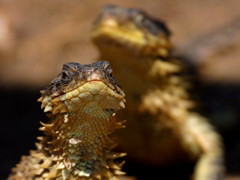 Lizard 2
