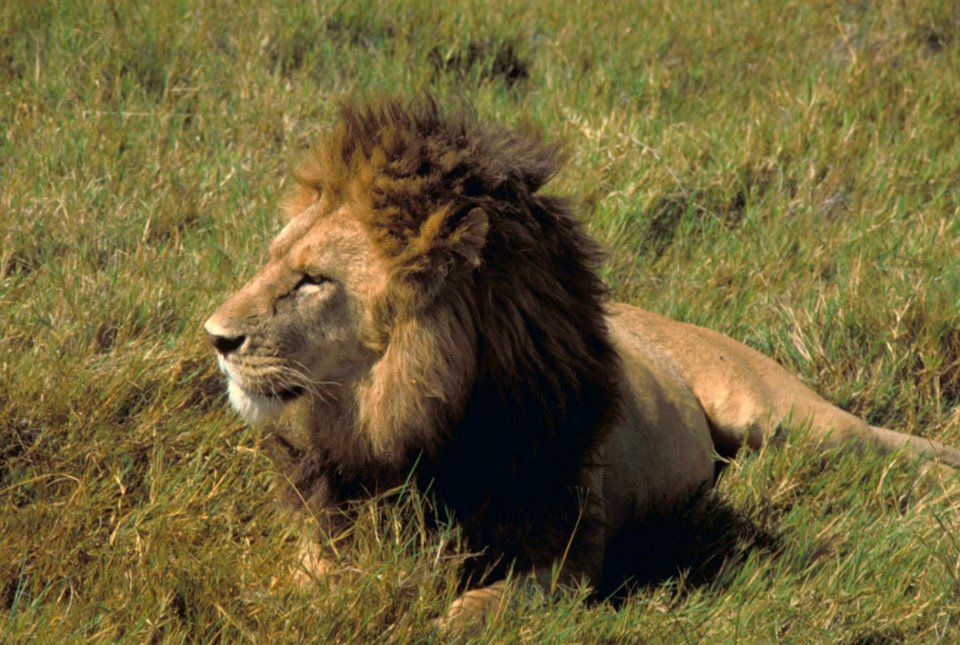 Lion
