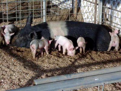 Little Piggies