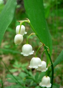 Lily Of The Valley 2 photo