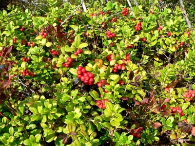Lingonberries 6