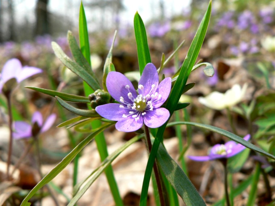 Liverleaf