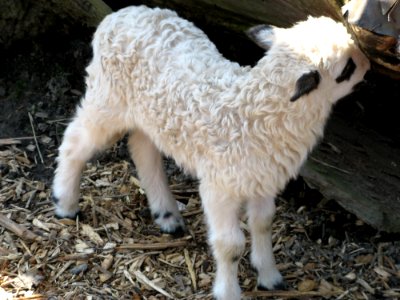 Little Sheep