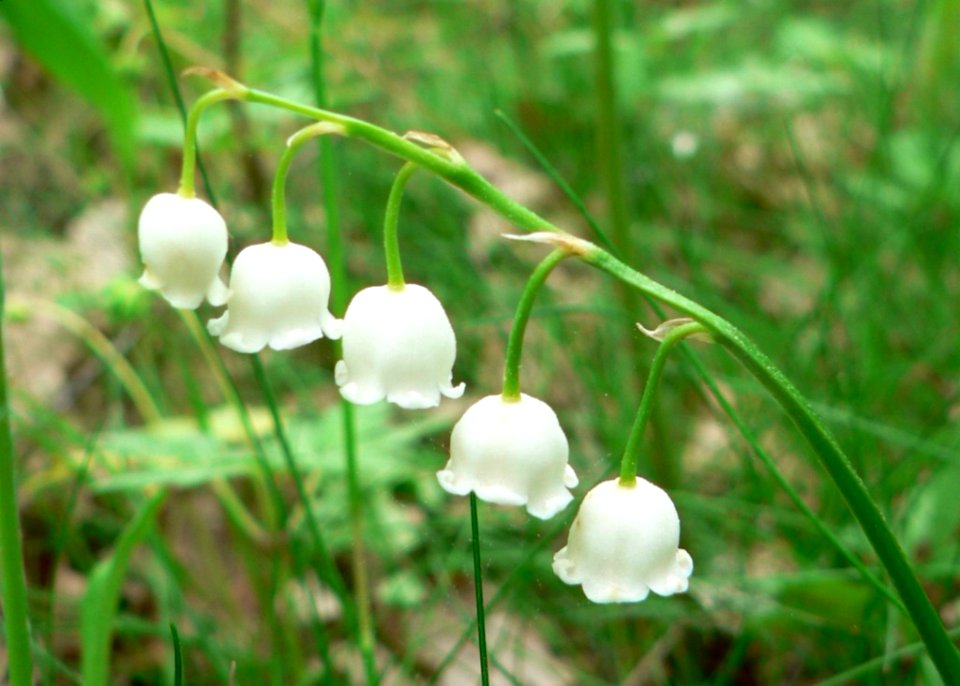 Lily Of The Valley 3