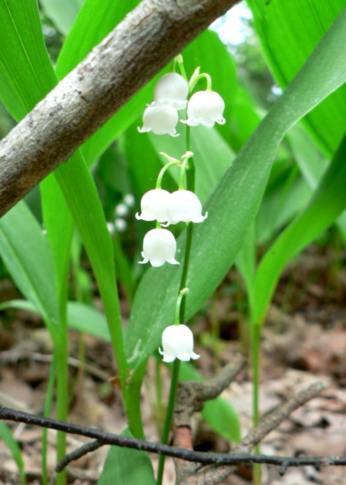 Lily Of The Valley