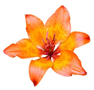 Lily