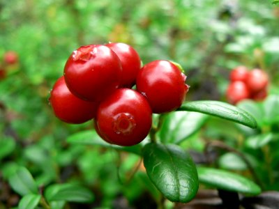 Lingonberries 4