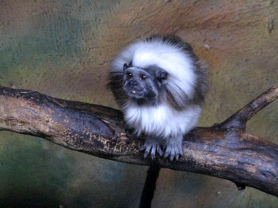 Little Monkey
