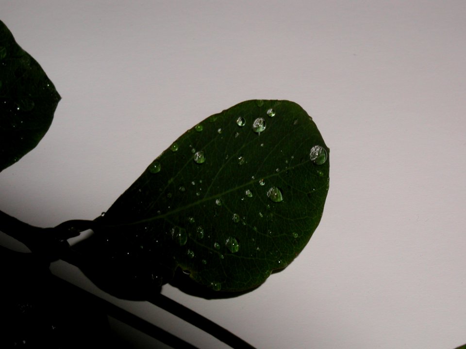 Leaves Water Drops 3