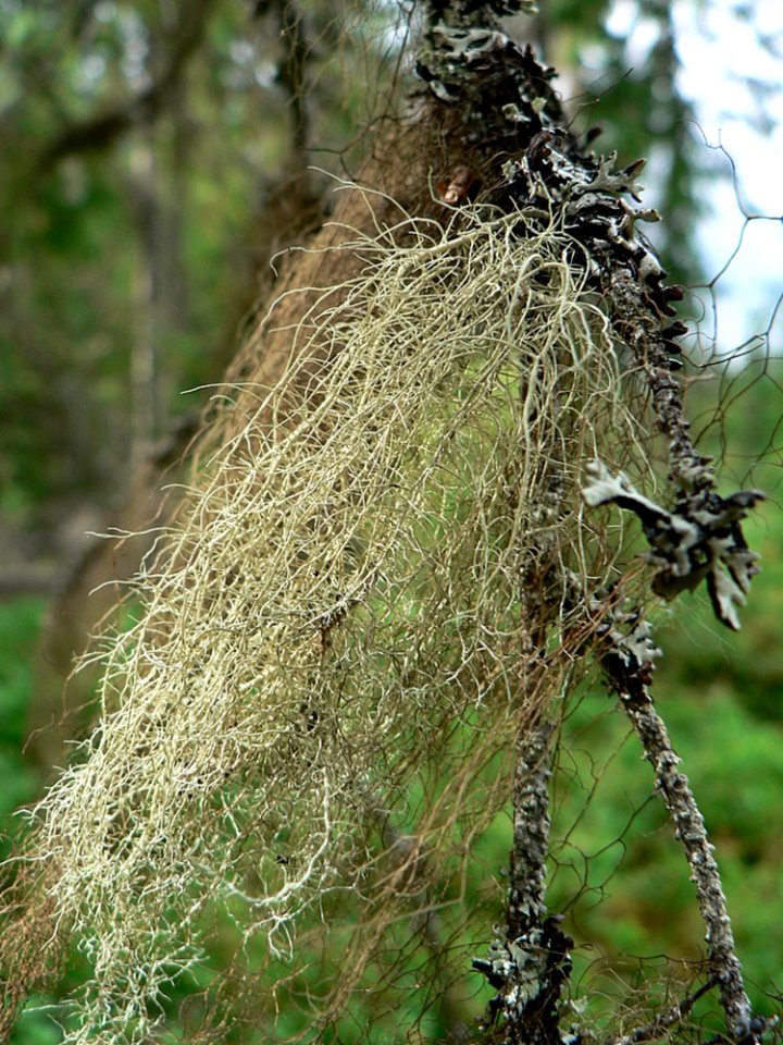 Lichens 2