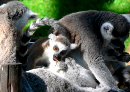 Lemurs Eating