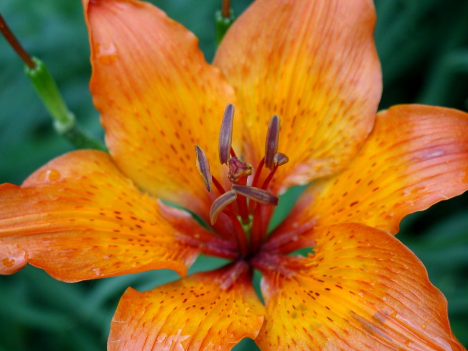 Lily 5