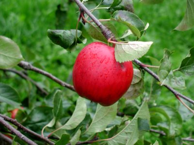 Leafs And Apple photo