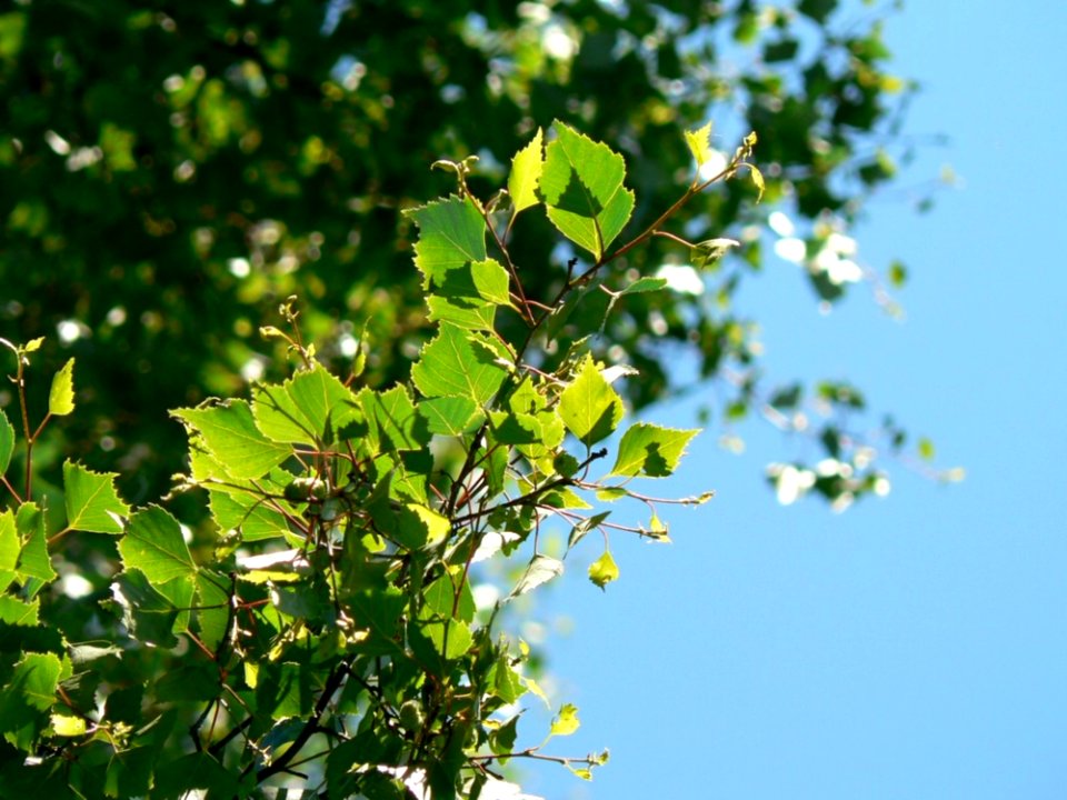 Leaves And Sky