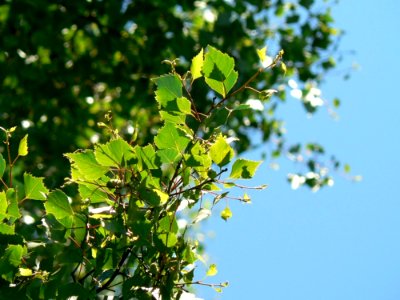 Leaves And Sky