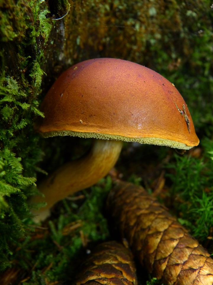 Brown mushroom tube forest autumn