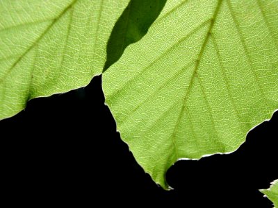 Leaves In Sun 3