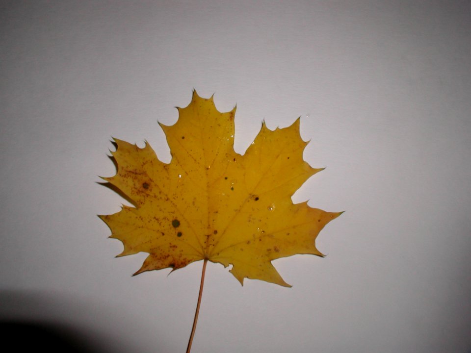 Leaf 2