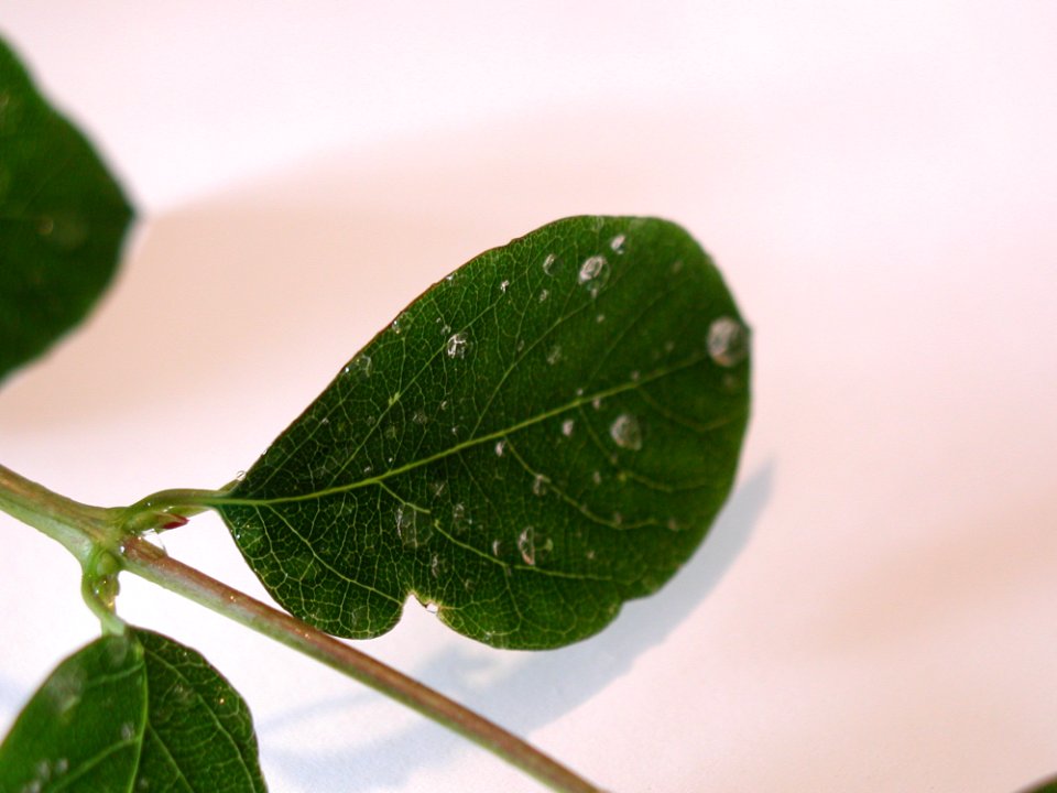 Leaves Water Drops 2