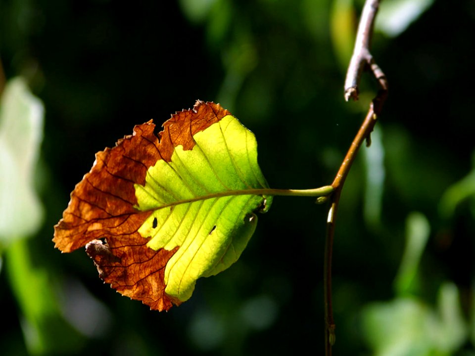 Leaf