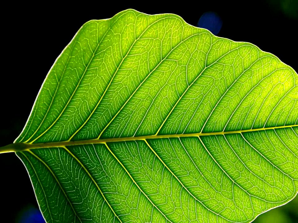 Leaf 3