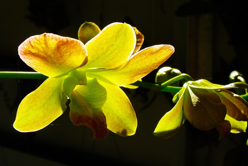 Blossom bloom transmitted light