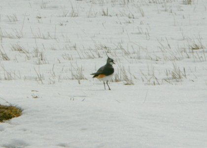 Lapwing In Snow photo
