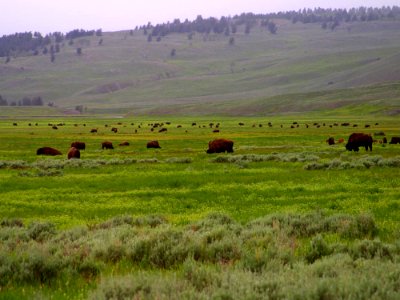 Lamar Valley