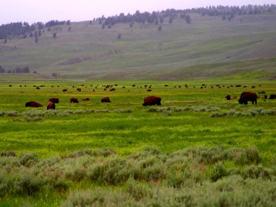 Lamar Valley photo