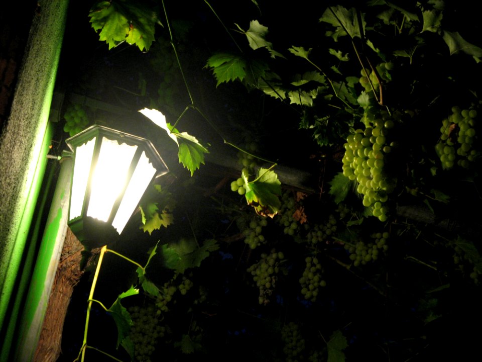 Lamp And Bunch Of Grapes