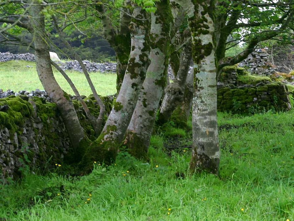 Plant Natural Landscape Tree Land Lot