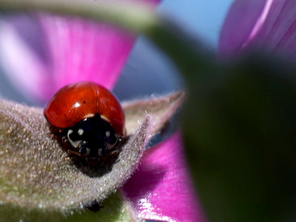 Lady Bug