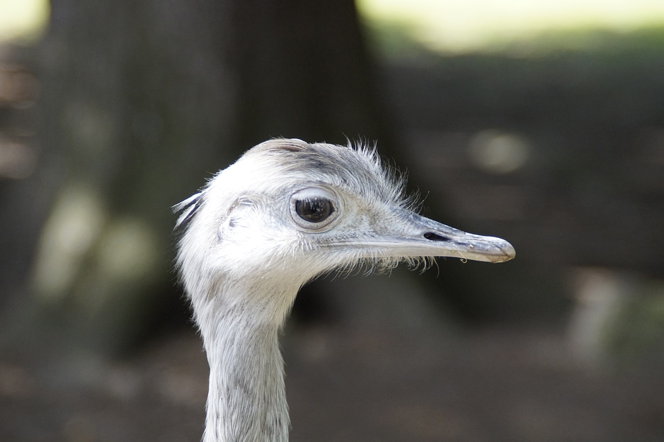 Head bird flightless bird