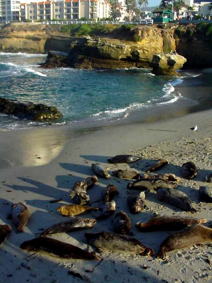La Jolla Cove