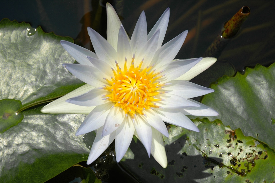 White blossom bloom
