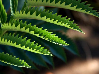 Jagged Leaves