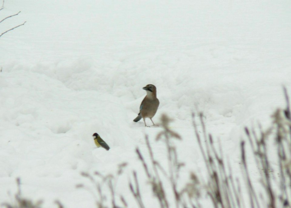 Jay Standing In Snow