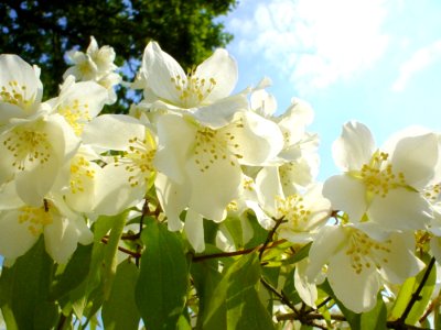 Jasmine Bush 2