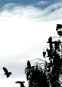 Jackdaws Taking Off From Tree