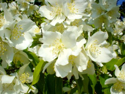 Jasmine Bush