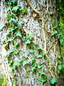 Ivy Climbing Tree