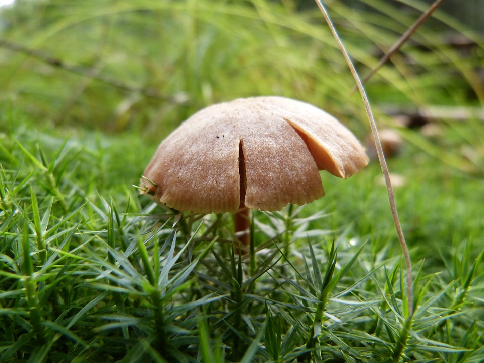 Moss nature plant