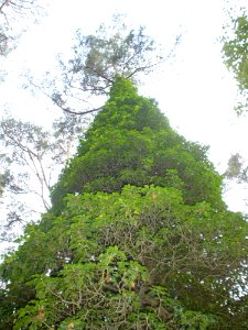 Ivy
