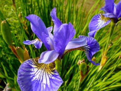 Iris Blue photo